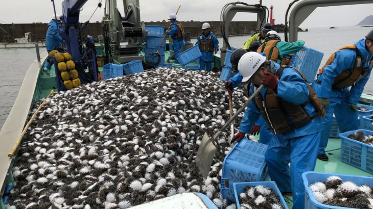 島根の漁師「島根県沖大変な事になってます。全てハリセンボン」「捨てます」