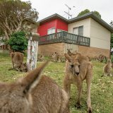 カンガルー増えすぎ、「害獣」として駆除　オーストラリア